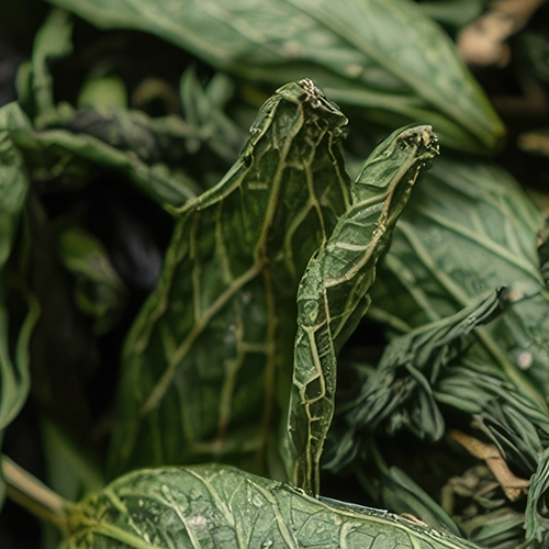 Close-up of Gymnema sylvestre leaves showing dried green veined texture on dark background