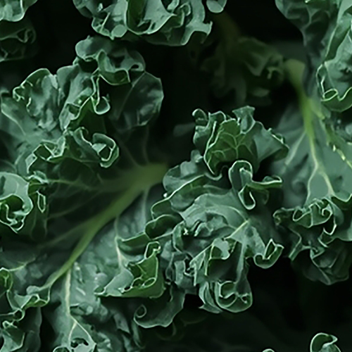 Close-up of Organic Superfood and Antioxidant Blend showing curly dark-green kale leaves with soft blurred leafy background